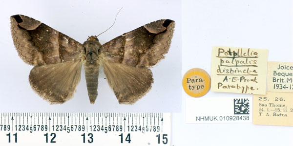 /filer/webapps/moths/media/images/D/distincta_Parallelia_PT_BMNH.jpg