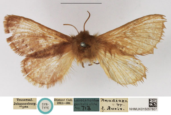 /filer/webapps/moths/media/images/D/distincta_Philudoria_STF_NHMUK.jpg