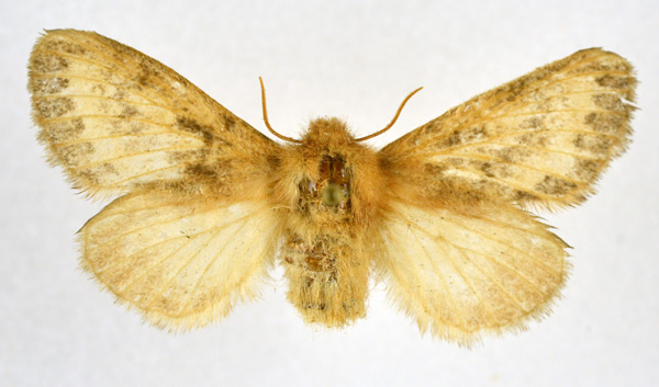 /filer/webapps/moths/media/images/D/distincta_Pseudolyra_AF_NHMO_01.jpg