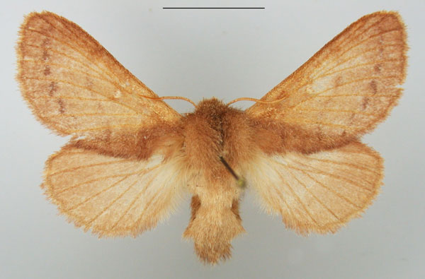 /filer/webapps/moths/media/images/D/distincta_Pseudolyra_AF_TMSA.jpg