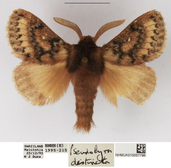 /filer/webapps/moths/media/images/D/distincta_Pseudolyra_AM_NHMUK.jpg