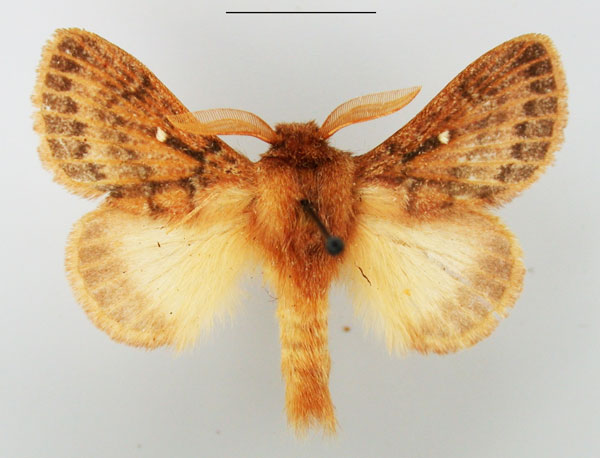 /filer/webapps/moths/media/images/D/distincta_Pseudolyra_AM_TMSA.jpg