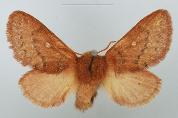 /filer/webapps/moths/media/images/D/distincta_Pseudolyra_AM_TMSA_02.jpg