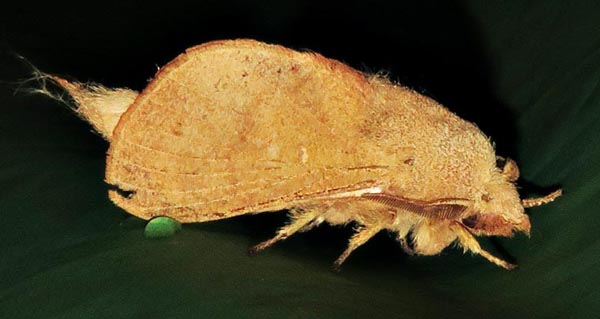 /filer/webapps/moths/media/images/D/distincta_Pseudolyra_A_Braun_3.jpg