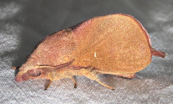 /filer/webapps/moths/media/images/D/distincta_Pseudolyra_A_Braun_4.jpg