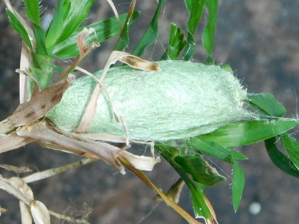 /filer/webapps/moths/media/images/D/distincta_Pseudolyra_P_Grobler.jpeg