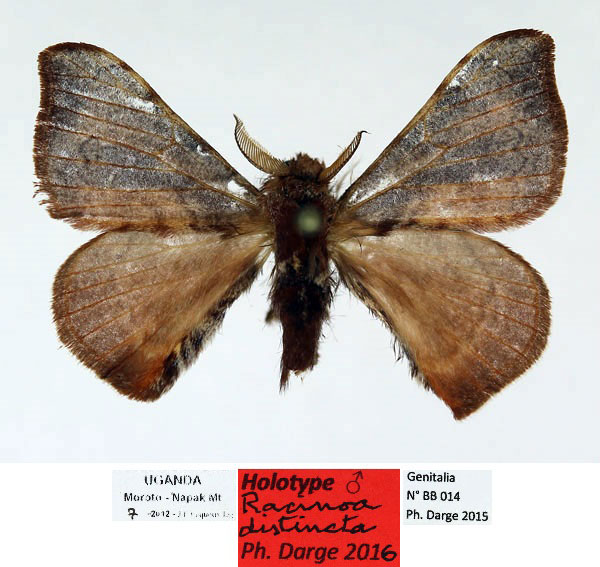 /filer/webapps/moths/media/images/D/distincta_Racinoa_HT_Basquin_xhMfpEA.jpg