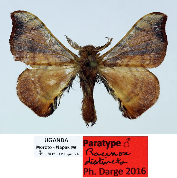/filer/webapps/moths/media/images/D/distincta_Racinoa_PT_Basquin_01_p23ves7.jpg