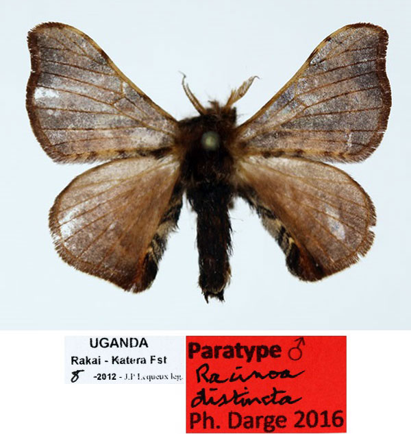 /filer/webapps/moths/media/images/D/distincta_Racinoa_PT_Basquin_02_rUXYGFZ.jpg