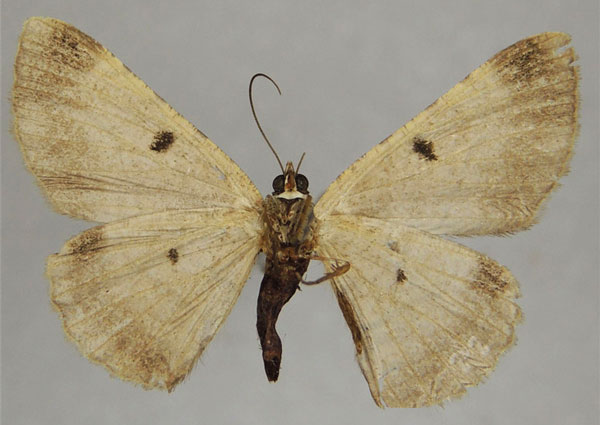 /filer/webapps/moths/media/images/D/distinctaria_Ectropis_AF_ZSMb.jpg