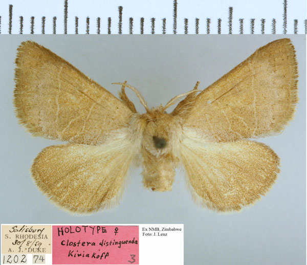 /filer/webapps/moths/media/images/D/distinguenda_Clostera_HT_NMB.jpg