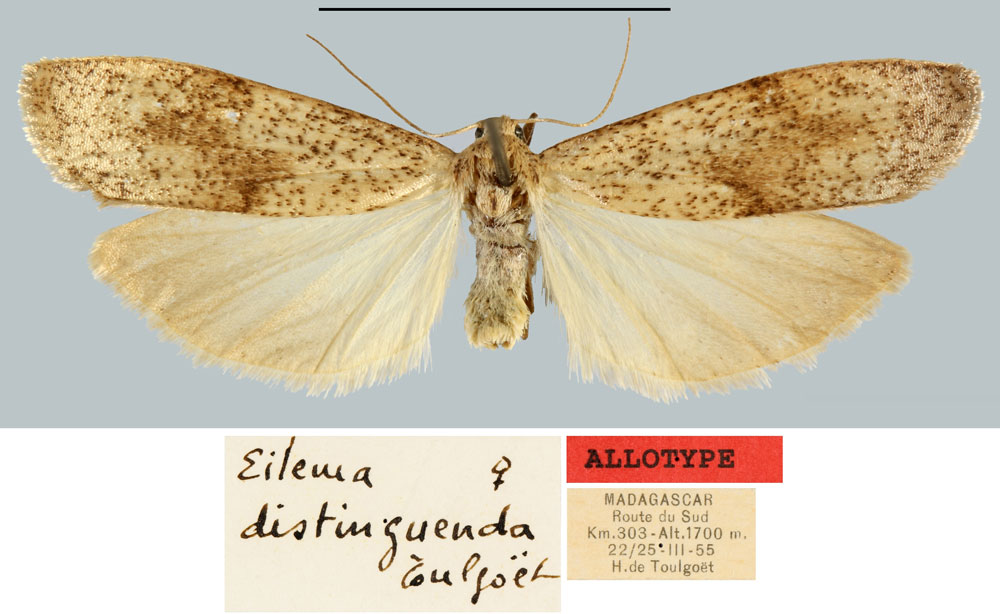 /filer/webapps/moths/media/images/D/distinguenda_Eilema_AT_MNHN.jpg