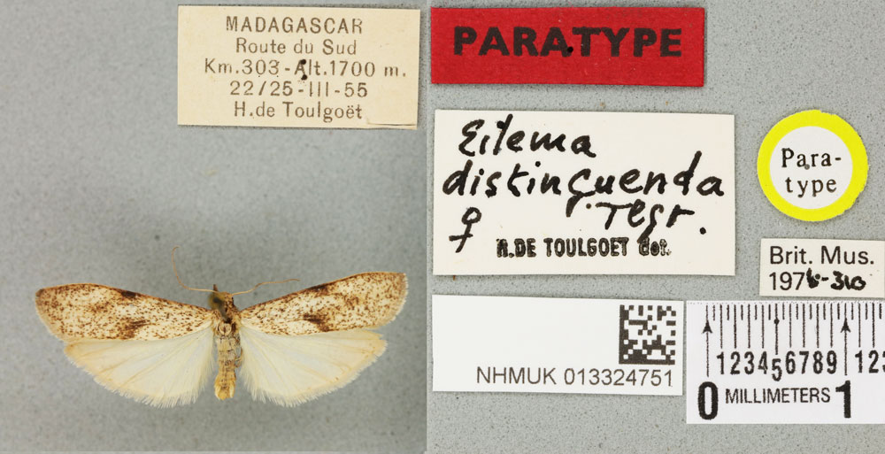 /filer/webapps/moths/media/images/D/distinguenda_Eilema_PTF_BMNHa.jpg