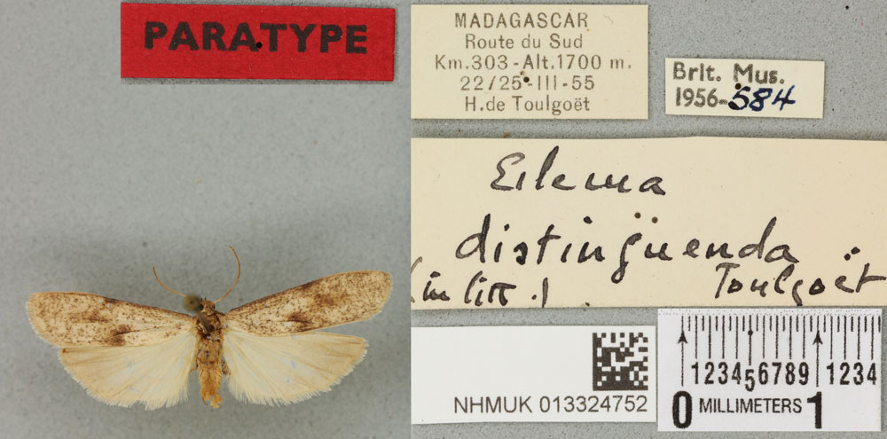 /filer/webapps/moths/media/images/D/distinguenda_Eilema_PTM_BMNH_01a.jpg