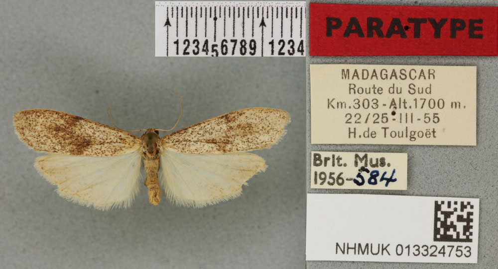 /filer/webapps/moths/media/images/D/distinguenda_Eilema_PTM_BMNH_02a.jpg