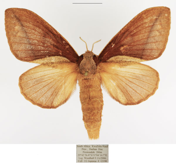 /filer/webapps/moths/media/images/D/distinguenda_Stoermeriana_AF_TMSA_02.jpg