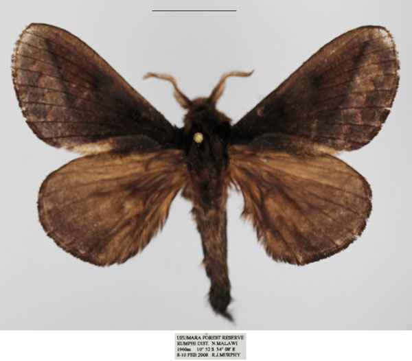 /filer/webapps/moths/media/images/D/distinguenda_Stoermeriana_AM_TMSA_01.jpg