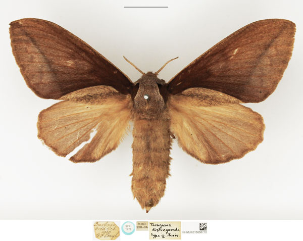 /filer/webapps/moths/media/images/D/distinguenda_Taragama_STF_NHMUK.jpg