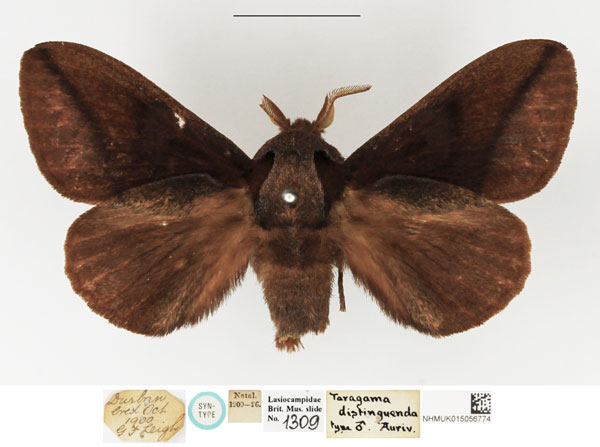 /filer/webapps/moths/media/images/D/distinguenda_Taragama_STM_NHMUK.jpg