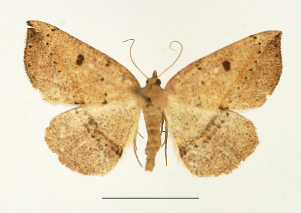 /filer/webapps/moths/media/images/D/distolochorda_Pareclipsis_AF_TMSA.jpg