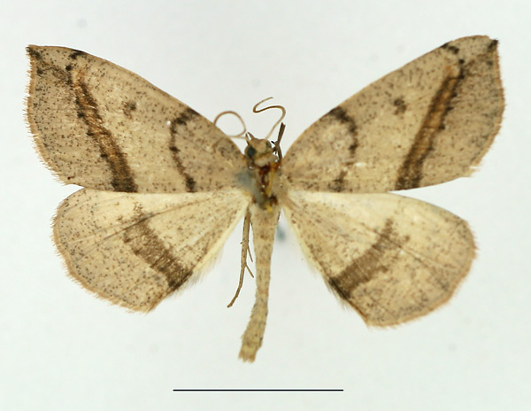 /filer/webapps/moths/media/images/D/distolochorda_Pareclipsis_AM_TMSA.jpg