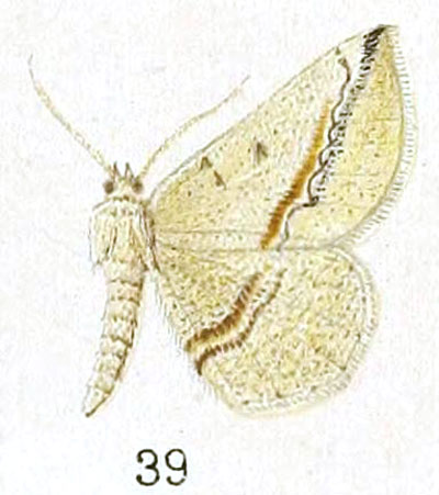/filer/webapps/moths/media/images/D/distolochorda_Pareclipsis_HT_Prout_25-39.jpg