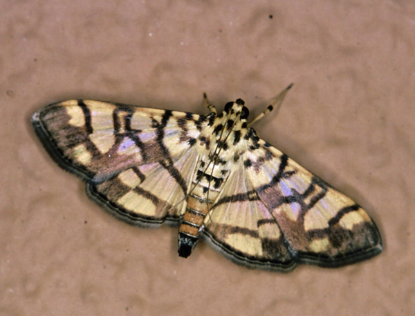 /filer/webapps/moths/media/images/D/distortana_Pardomima_A_Roland_15.jpg