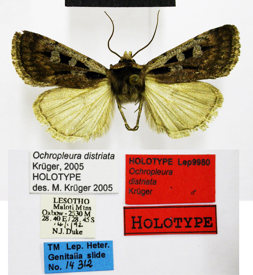 /filer/webapps/moths/media/images/D/distriata_Ochropleura_HT_TMSA.jpg