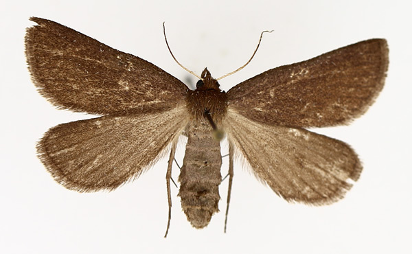 /filer/webapps/moths/media/images/D/distriga_Acanthodelta_AF_TMSA_01.jpg