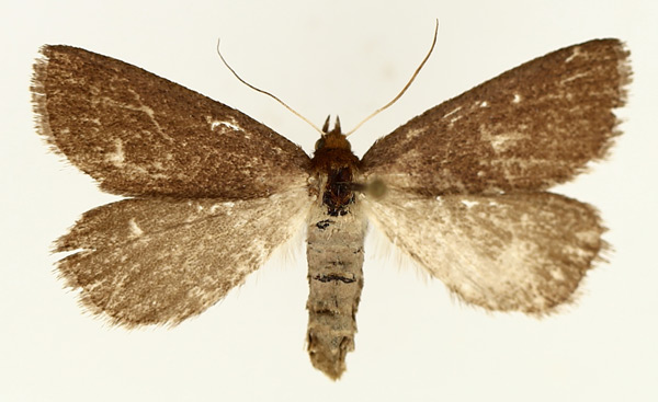 /filer/webapps/moths/media/images/D/distriga_Acanthodelta_AF_TMSA_02.jpg