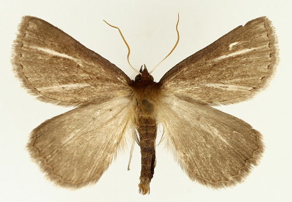 /filer/webapps/moths/media/images/D/distriga_Acanthodelta_AM_TMSA_02.jpg