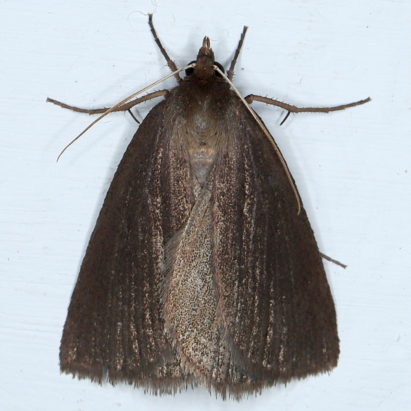 /filer/webapps/moths/media/images/D/distriga_Acanthodelta_A_Heyns_01.JPG