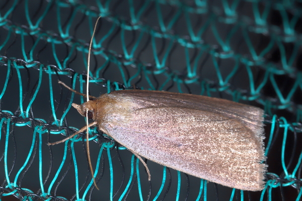 /filer/webapps/moths/media/images/D/distriga_Acanthodelta_A_Heyns_02.JPG