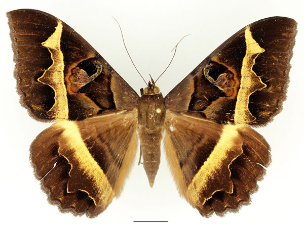 /filer/webapps/moths/media/images/D/disturbans_Cyligramma_AF_Basquin_01.jpg