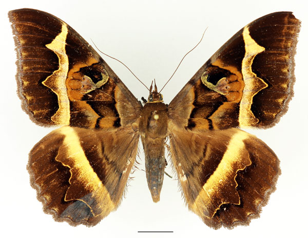 /filer/webapps/moths/media/images/D/disturbans_Cyligramma_AF_Basquin_02.jpg