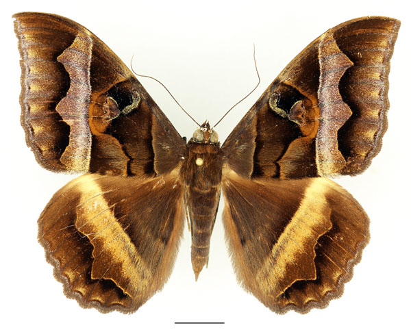 /filer/webapps/moths/media/images/D/disturbans_Cyligramma_AF_Basquin_03.jpg