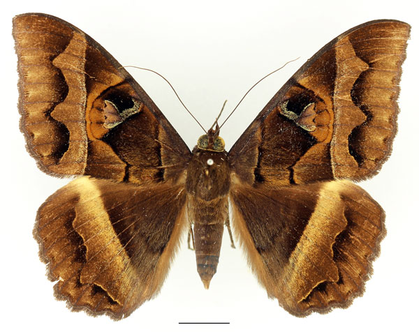 /filer/webapps/moths/media/images/D/disturbans_Cyligramma_AF_Basquin_04.jpg