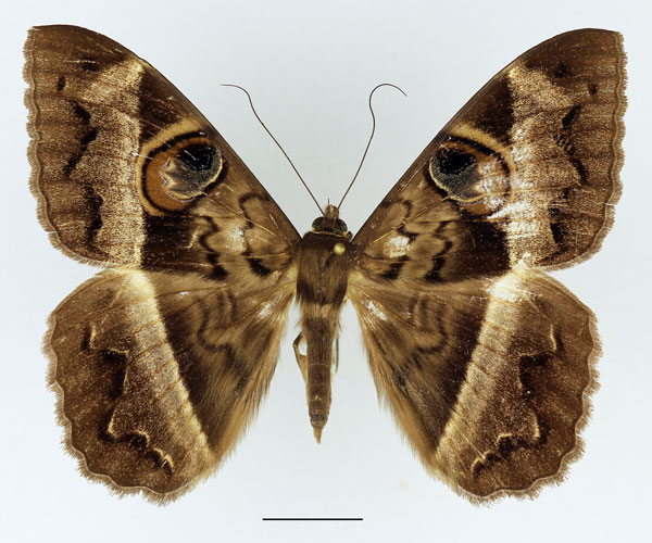 /filer/webapps/moths/media/images/D/disturbans_Cyligramma_AM_Basquin_01.jpg
