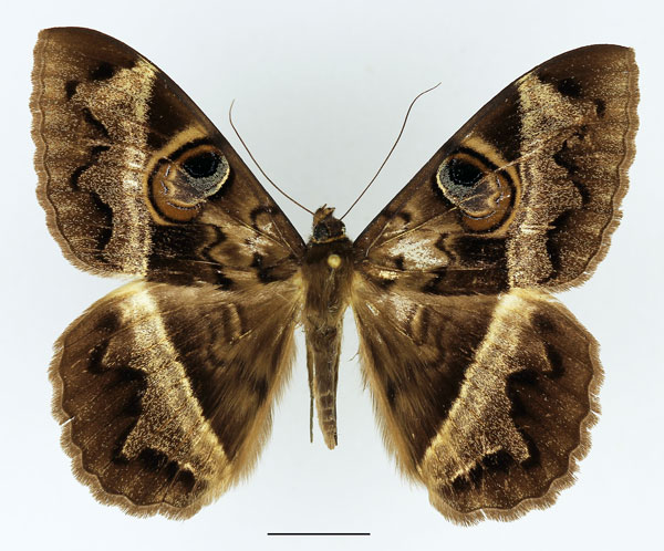 /filer/webapps/moths/media/images/D/disturbans_Cyligramma_AM_Basquin_02.jpg