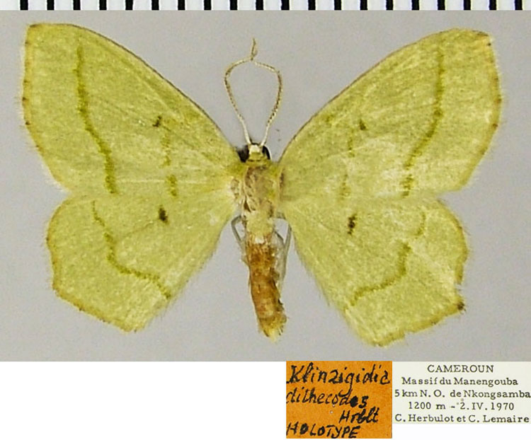 /filer/webapps/moths/media/images/D/dithecodes_Klinzigidia_HT_ZSMa.jpg