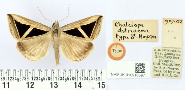 /filer/webapps/moths/media/images/D/ditrigona_Chalciope_HT_BMNH.jpg