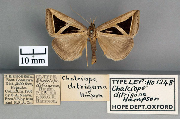 /filer/webapps/moths/media/images/D/ditrigona_Chalciope_PT_OUMNH_01.jpg