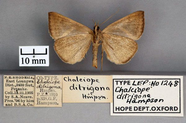 /filer/webapps/moths/media/images/D/ditrigona_Chalciope_PT_OUMNH_02.jpg