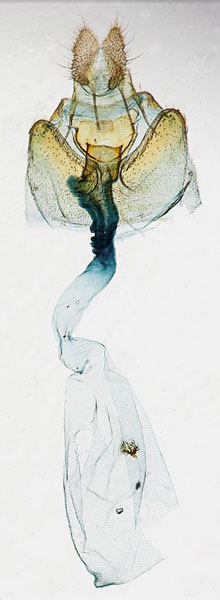 /filer/webapps/moths/media/images/D/divergana_Gibbalaria_GFHT_USNM.jpg