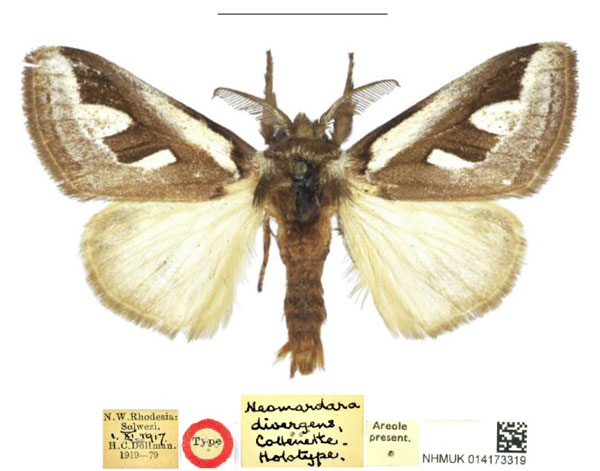 /filer/webapps/moths/media/images/D/divergens_Neomardara_HT_NHMUK.jpg