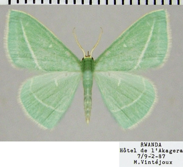 /filer/webapps/moths/media/images/D/divergens_Omphacodes_AF_ZSM.jpg