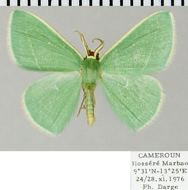 /filer/webapps/moths/media/images/D/divergens_Omphacodes_AM_ZSM.jpg