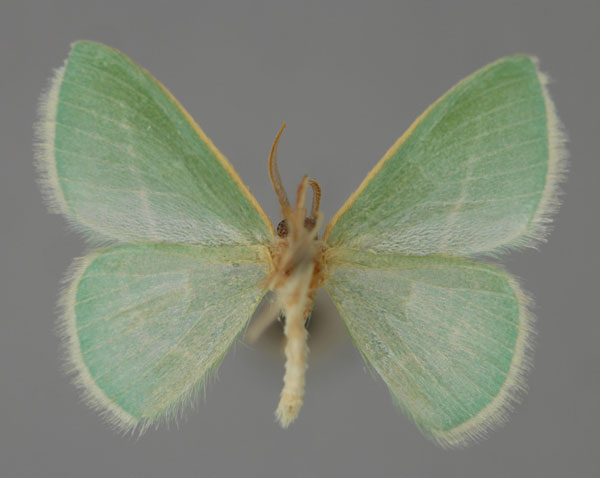 /filer/webapps/moths/media/images/D/divergens_Omphacodes_A_ZSM_02.jpg