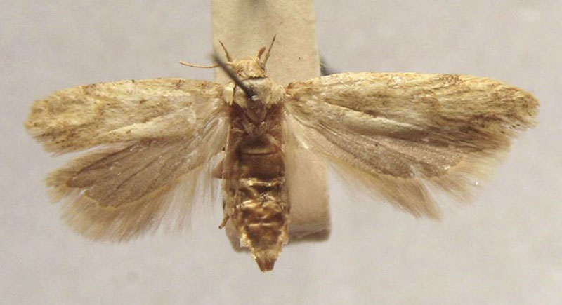 /filer/webapps/moths/media/images/D/diversa_Aristotelia_PTF_TMSA.jpg