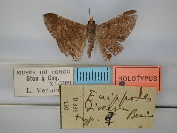 /filer/webapps/moths/media/images/D/diversa_Euippodes_HT_RMCA_01.jpg